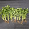 【自然栽培】パクチー｜コリアンダー｜香菜★農薬・肥料不使用 全国一律送料！