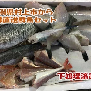 新潟寝屋漁港から直送する鮮魚セット 下処理済（頭、内臓、鱗取り）