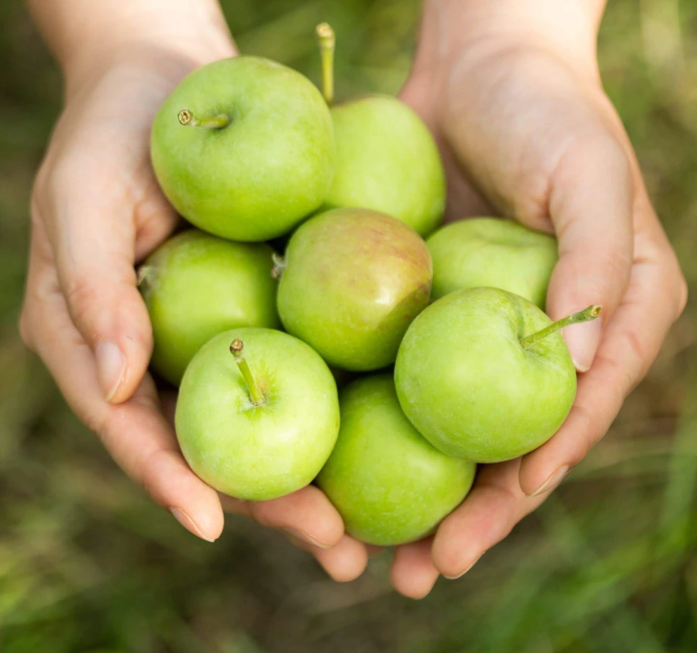 SDGsで注目！摘果りんごを活用したシードルとジュースの6本セット　キレ味爽快