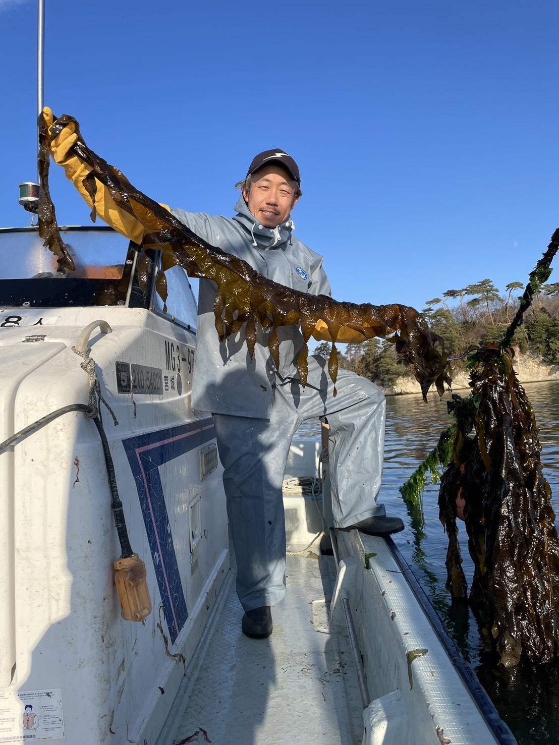 令和八年初物宮城県三陸松島湾産生わかめ｜わかめの商品詳細｜ポケット