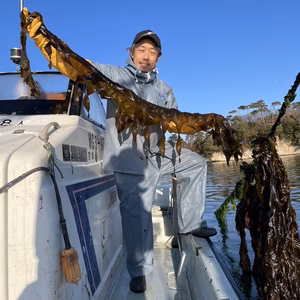 令和八年初物宮城県三陸松島湾産生わかめ