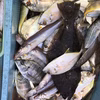 鏡の漁師の魚達！大盛り鮮魚BOX！