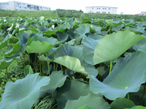 o2048153613795102340