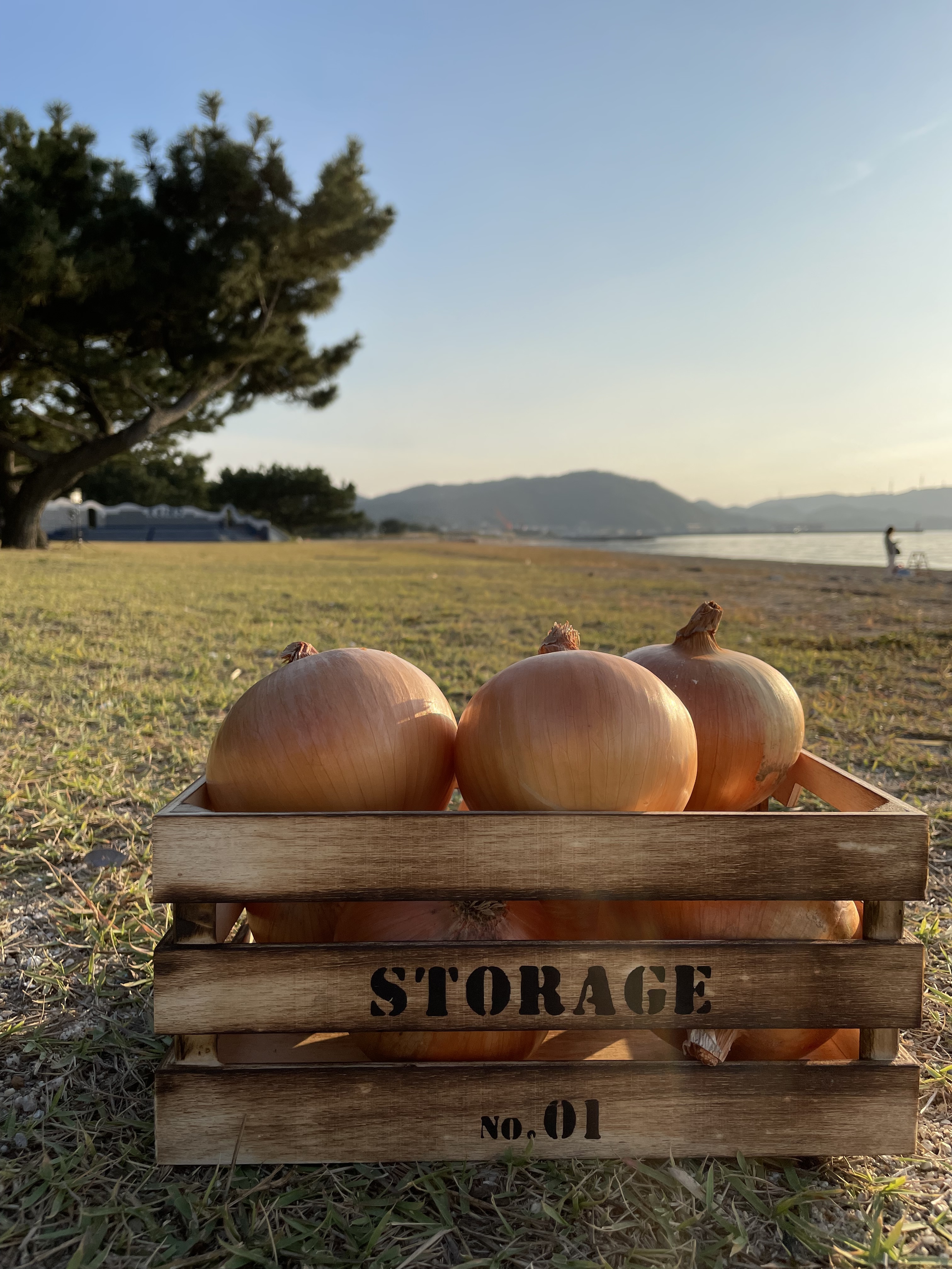 [夏ギフト]あま〜くて美味しい淡路島産完熟冷蔵玉ねぎ 秀品5kg 5kg