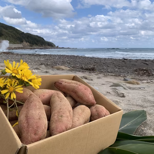 甘くて美味しい安納芋・種子島産・有機農業・中サイズ(食べ応えバッチリ)