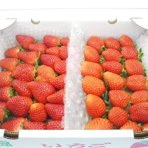 【増量＆特価フェス開催！】【2品種イチゴ食べ比べ祭り！】