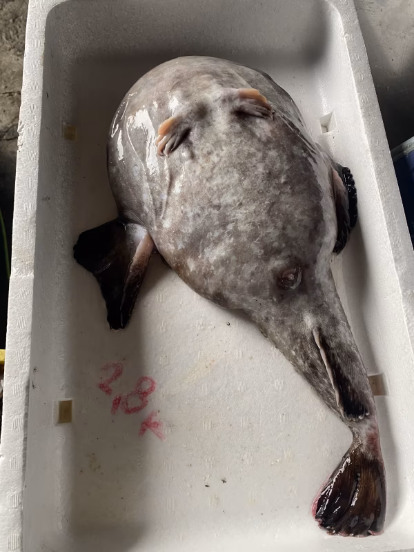 本日水揚げ‼️ 神経〆　アンコウセット　鍋用　　1〜3人用