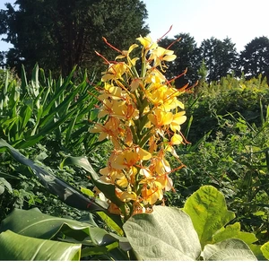 ジンジャー 24㎝鉢　キバナシュクシャ　芳香の蝶々花
