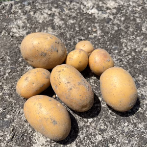 高野山麓精進野菜・インカのめざめ(新じゃが)完全無農薬サイズミックス・小粒あり