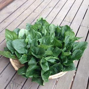無農薬　たのしくほうれん草　1kg　クール配送