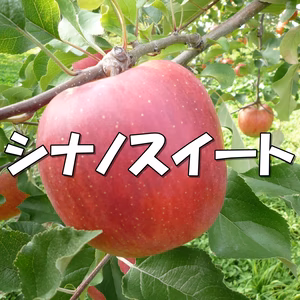 近日中発送！シャキッ！甘～い♪シナノスイート 約3kg～ 信州りんご 