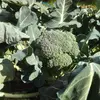 [貴山農園]　季節の野菜セット(Ｍサイズ）