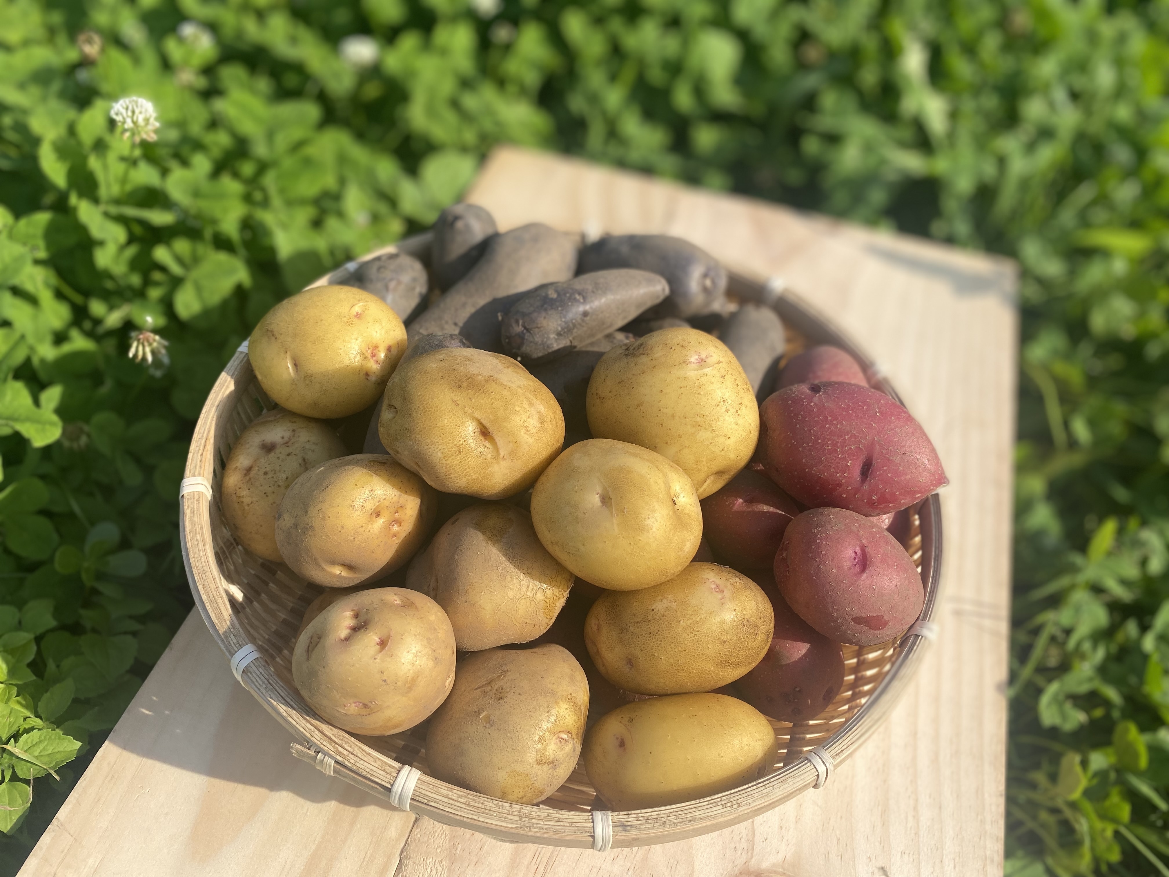 新じゃが食べ比べ☆三重県赤目産十勝こがね＆タワラヨーデル 小玉半々