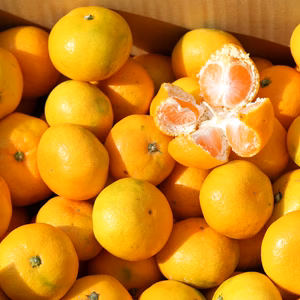 本日限定ＳＡＬＥ！35％off!　「極早生みかん」小玉5kg・10ｋｇ！！