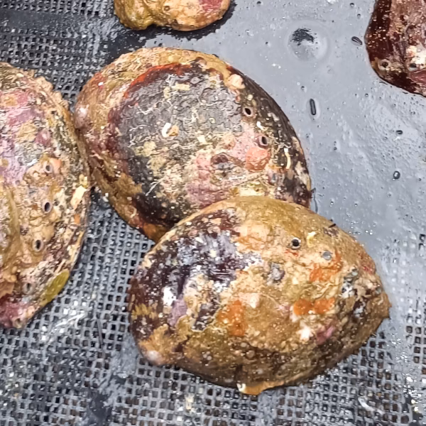 日向灘細島獲れ天然活アワビ