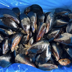 旨い‼️陸奥湾産ムール貝✨特大サイズ✨