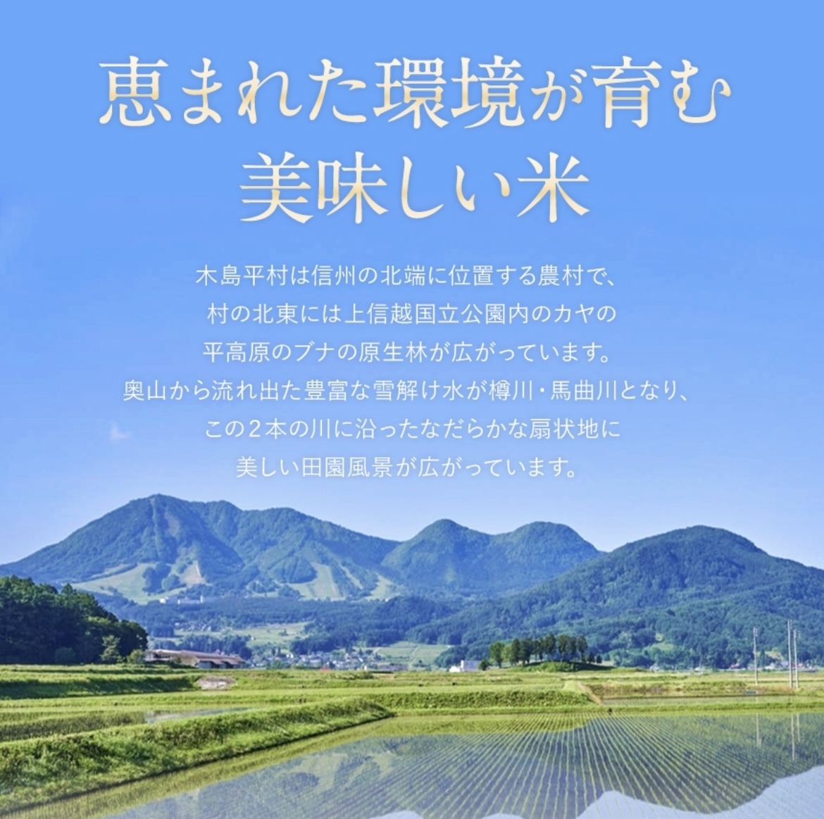 令和7年産】長野県木島平産コシヒカリ 白米5kg｜白米の商品詳細