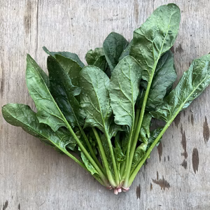 【冷蔵便】サラダも美味しい！　春のほうれん草