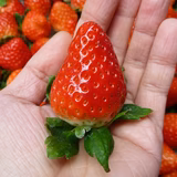 飯田忍 | 飯田家族農園