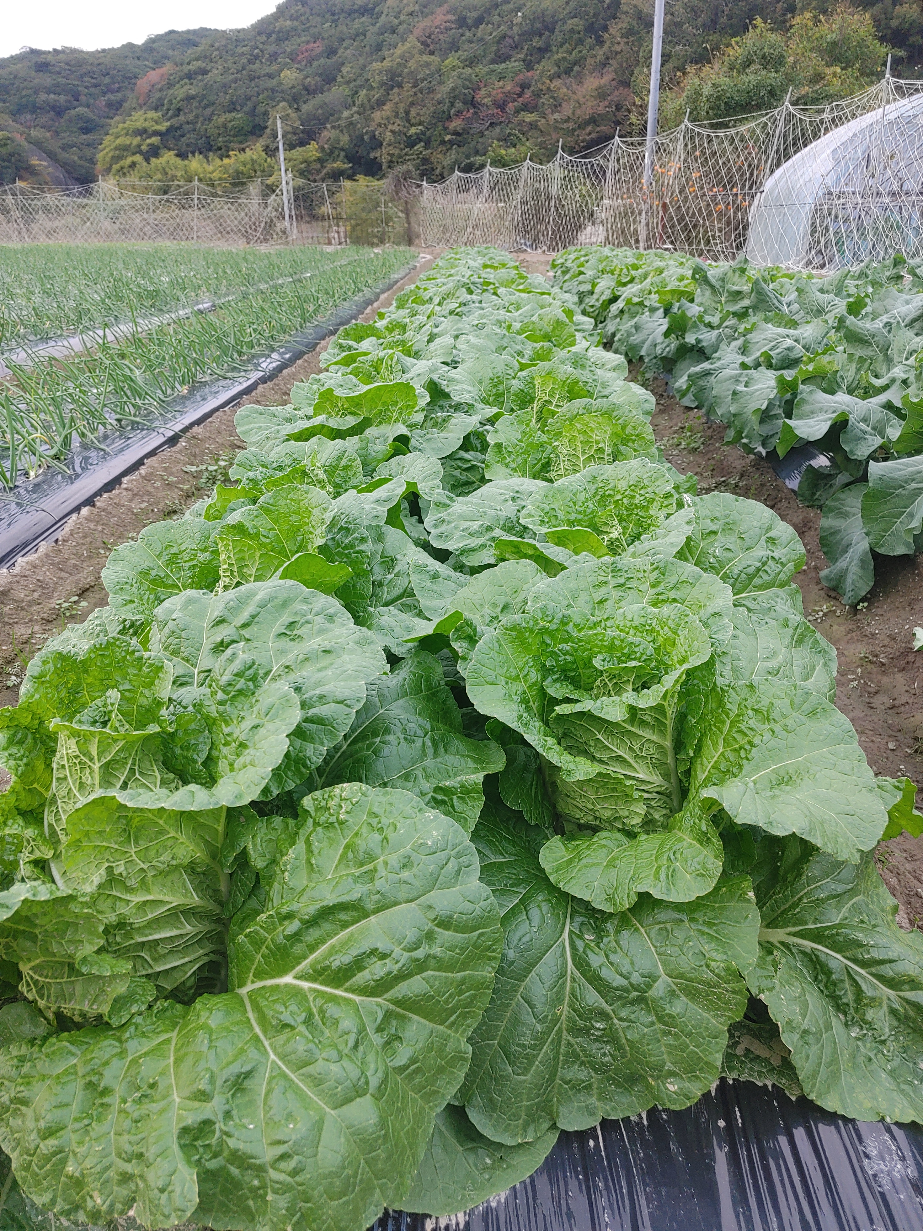 淡路島、ミニ白菜 白菜3玉