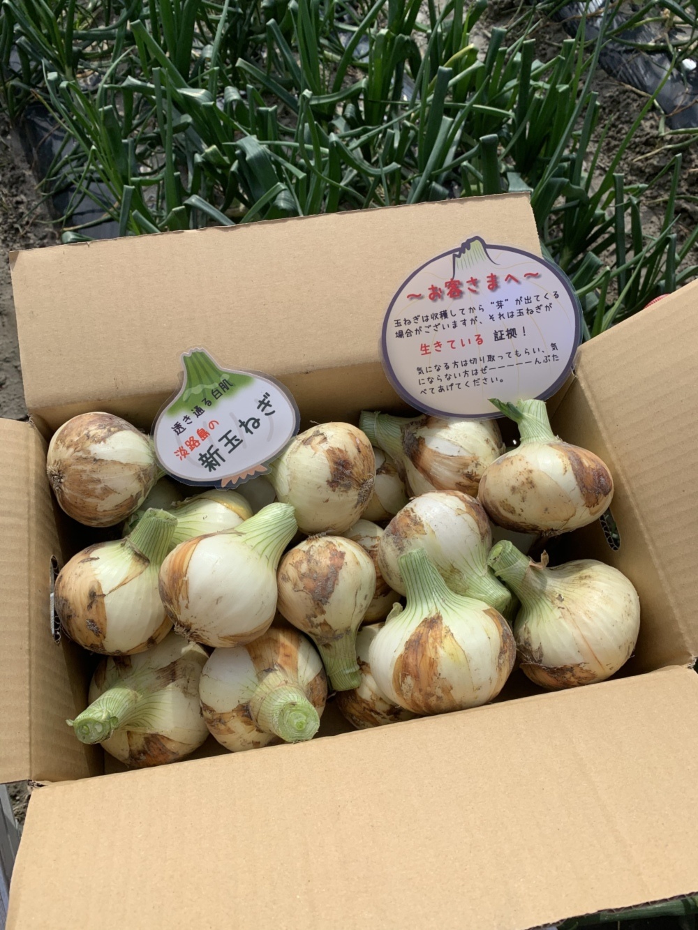 玉ねぎ大国淡路島からの新玉ねぎ約10キロ 農家漁師から産地直送の通販 ポケットマルシェ