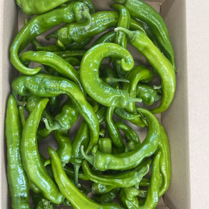 【今が旬！京野菜万願寺とうがらし】常温での配送です
