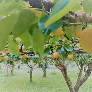 値下げ!!!【南水B品】見た目に難あり宅配80sizeに入るだけ。