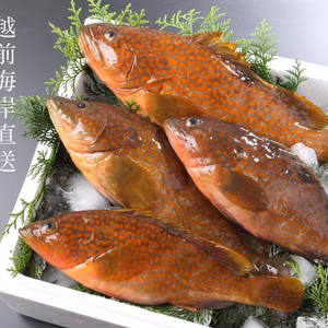 越前海岸産　福井のキジハタ「福あこう」600-700g 3本