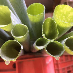 水も滴る「密トロ白ネギ」7月～販売予定