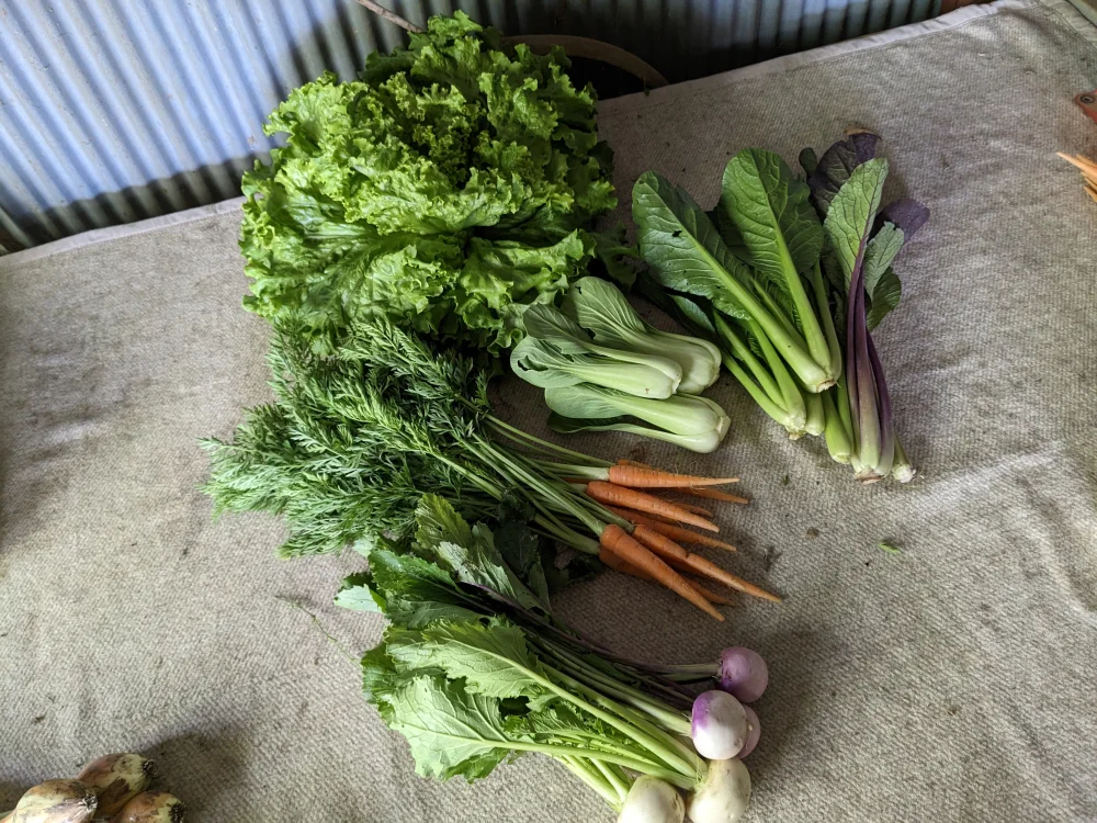 季節の野菜5品BOX（栽培期間中農薬化学肥料不使用）※冷蔵