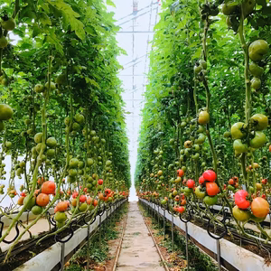 【ひょうご推奨ブランド】八百ちゃんトマト（大玉）