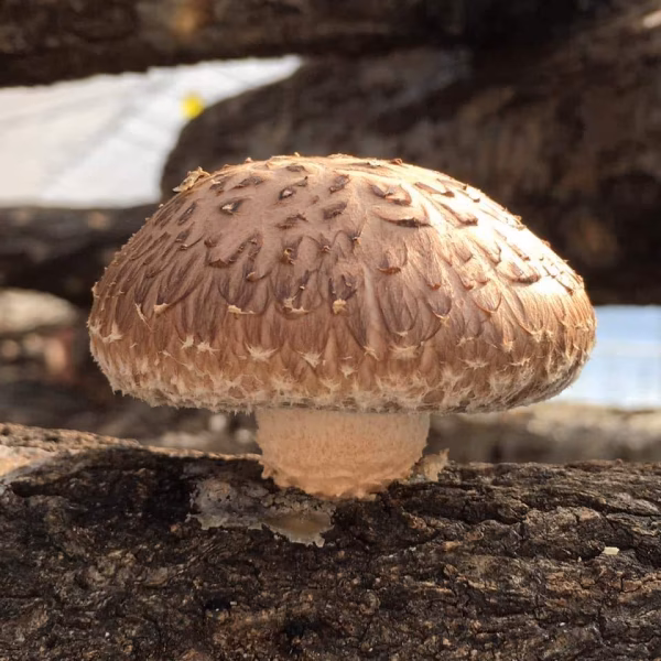 わたなべファーム