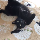 おとちゃぼんてん