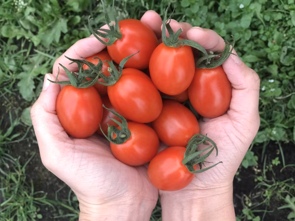 日本のひなた宮崎県のアイコトマト