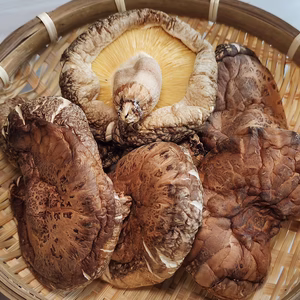 冬菇（どんこ）特大  原木乾しいたけ 大分県国東産 特産品