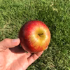 [ Family use ] 果汁溢れる！ サンふじ