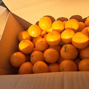 ☆小玉ポンカン☆三重県御浜町阿田和産☆ぽんかん☆ポン柑