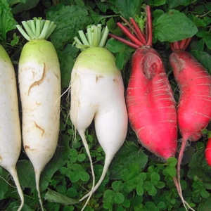 元気良すぎて割れ入り！大根＊5ｋｇ～農薬/化学肥料・不使用