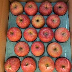 青森県産りんご　サンふじ　訳あり品