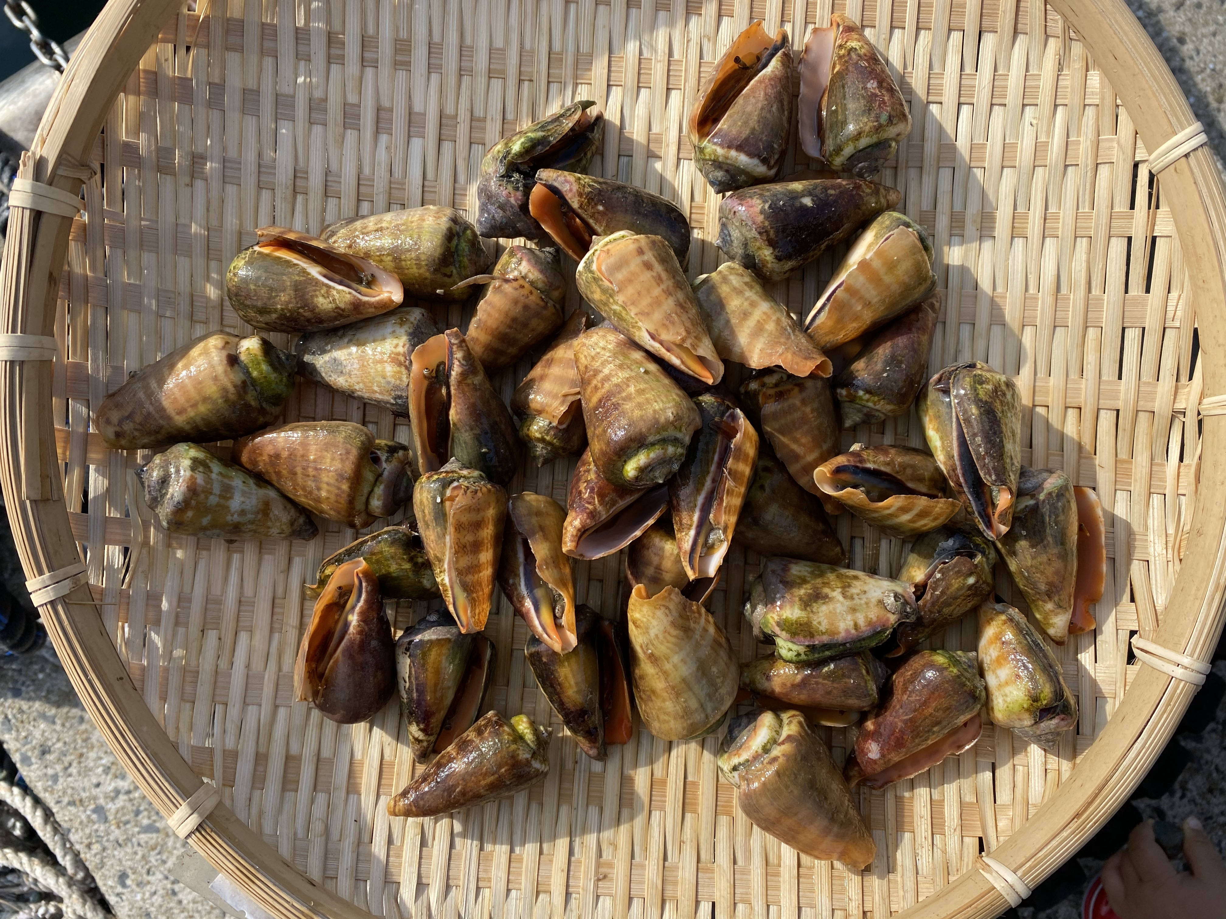 五島列島産 天然活チャンバラ貝 マガキガイ 1kg 農家漁師から産地直送の通販 ポケットマルシェ
