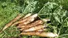 玄米餅➕野菜セット　耕さず22年、四季を通し緑の畑（種取り、農薬肥料不使用）