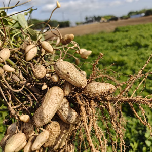 【9周年福袋】ベジワンダースペシャル