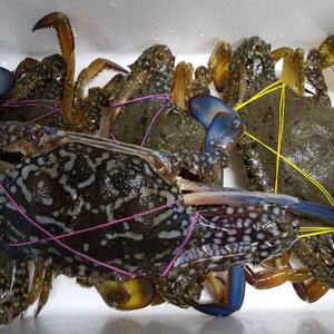 関門海峡産★青ガニ（タイワンガザミ）小サイズ雄雌混合２㎏前後