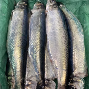 6日水揚げ❗️船上神経〆ニシン（オス、メス）❗チャンス❗チャンス❗️ 限定3点　