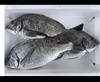 【瀬戸内海】岡山県産チヌ1.7キロ（2〜4尾）