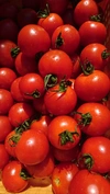 【農楽園おまかせトマトセット】ミニ・中玉トマト詰め合わせ １kg