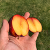 甘酸の絶妙なバランス！ スモモ【10玉】