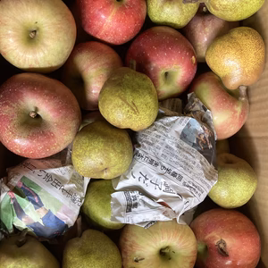 選抜オーディション落選葉取らずサンふじ　超訳あり10キロバラ