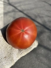 期間限定高糖度フルーツトマト　超熟収穫糖度10度以上