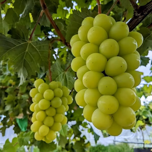 シャインマスカット